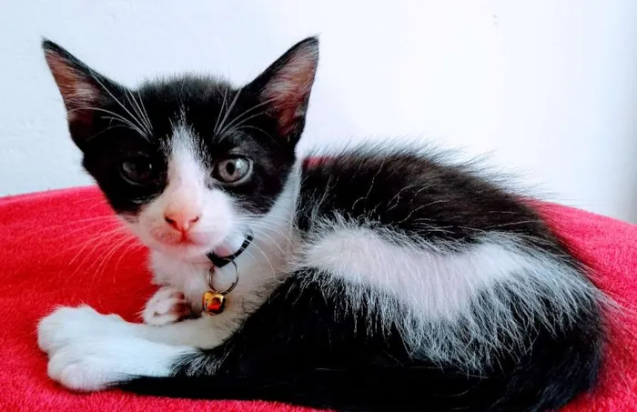 Gato ra a Sem raça definida idade 2 a 6 meses nome Madona