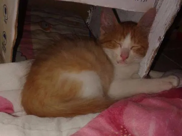 Gato ra a SRD idade 2 a 6 meses nome Ninja