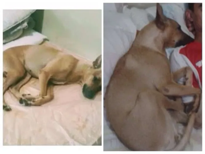 Cachorro ra a não definida idade 2 anos nome Mel GRATIFICA