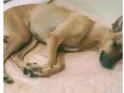 Cachorro ra a não definida idade 2 anos nome Mel GRATIFICA