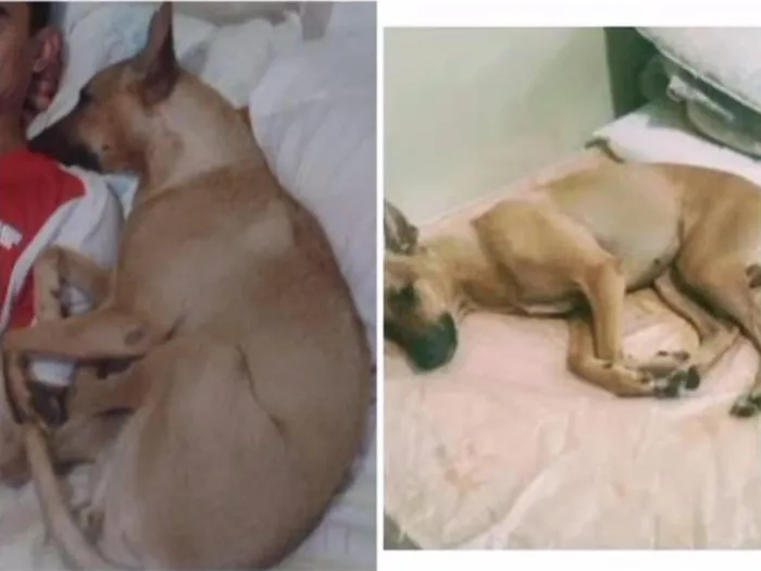 Cachorro ra a não definida idade 2 anos nome Mel GRATIFICA