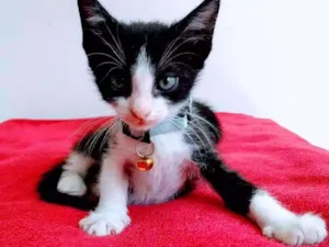 Gato raça Sem raça definida  idade 2 a 6 meses nome Felix