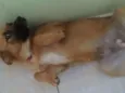 Lola