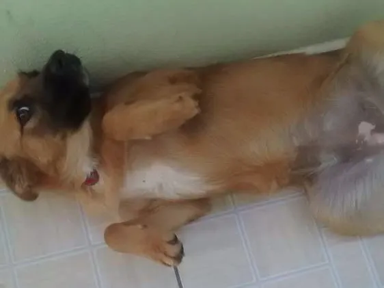 Cachorro ra a Vira lata idade 7 a 11 meses nome Lola