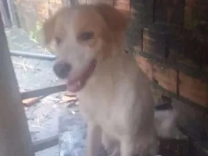 Cachorro raça SRD idade 7 a 11 meses nome Ágatha