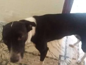 Cachorro raça Vira lata idade 7 a 11 meses nome Safira