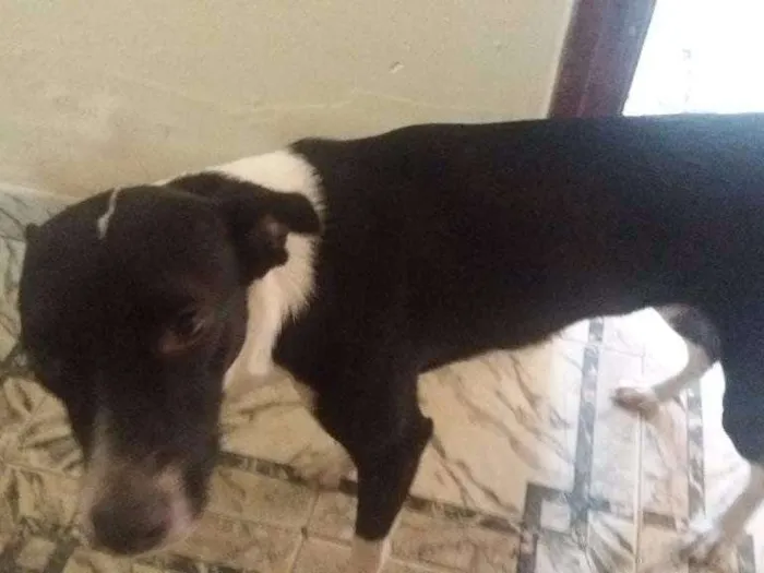 Cachorro ra a Vira lata idade 7 a 11 meses nome Safira