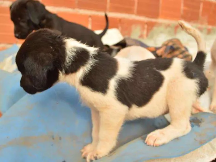Cachorro ra a nenhuma idade Abaixo de 2 meses nome sem nome