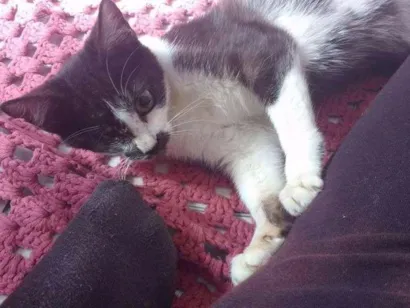 Gato raça  idade  nome Kokuo