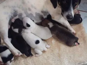 Cachorro raça Tem mistura de (base)(pincher) idade Abaixo de 2 meses nome Não tem nome ainda