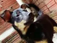 Pipoca