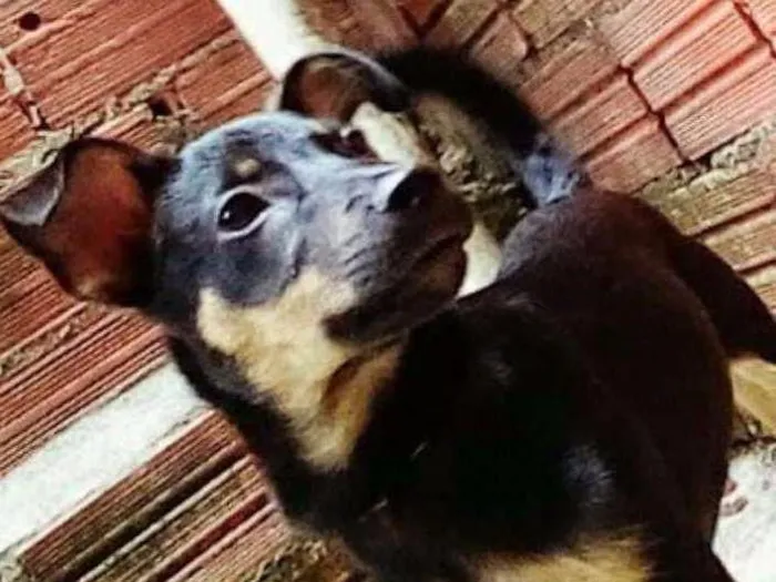 Cachorro ra a  idade 2 a 6 meses nome Pipoca