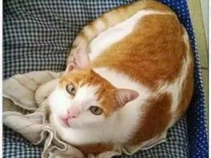 Gato raça SRD - Sem Raça Definida vira-l idade 2 anos nome Sem nome