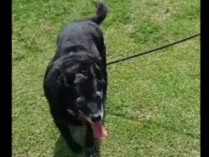 Cachorro raça SRD idade 6 ou mais anos nome Monica