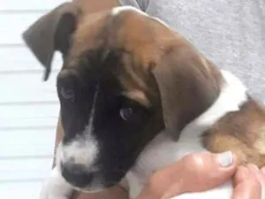 Cachorro raça  idade 2 a 6 meses nome ADOTE