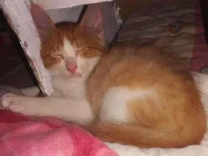 Gato raça SRD idade 2 a 6 meses nome Ninja