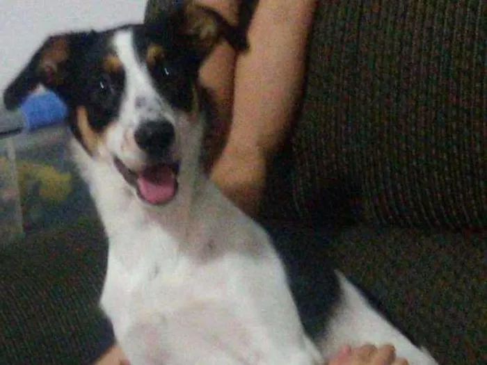 Cachorro ra a SRD idade 1 ano nome Bel