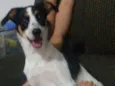 Bel