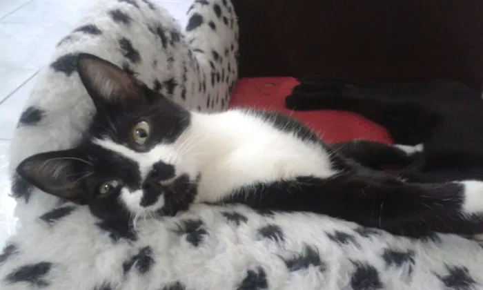 Gato ra a SRD idade 2 a 6 meses nome Fiorella