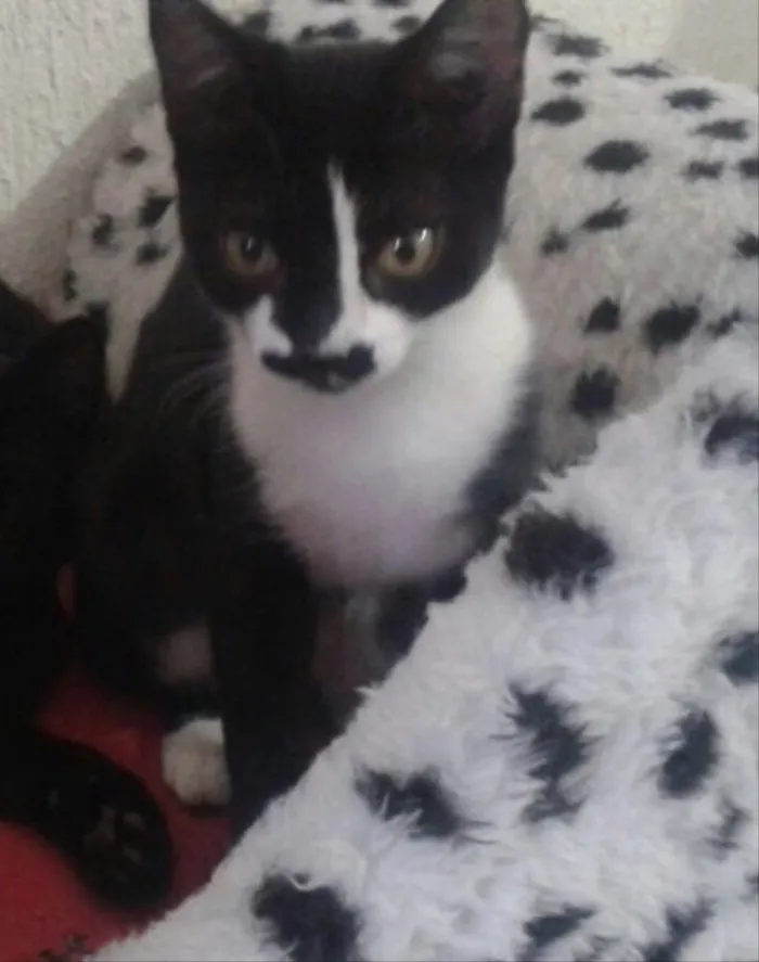 Gato ra a SRD idade 2 a 6 meses nome Fiorella