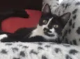 Fiorella