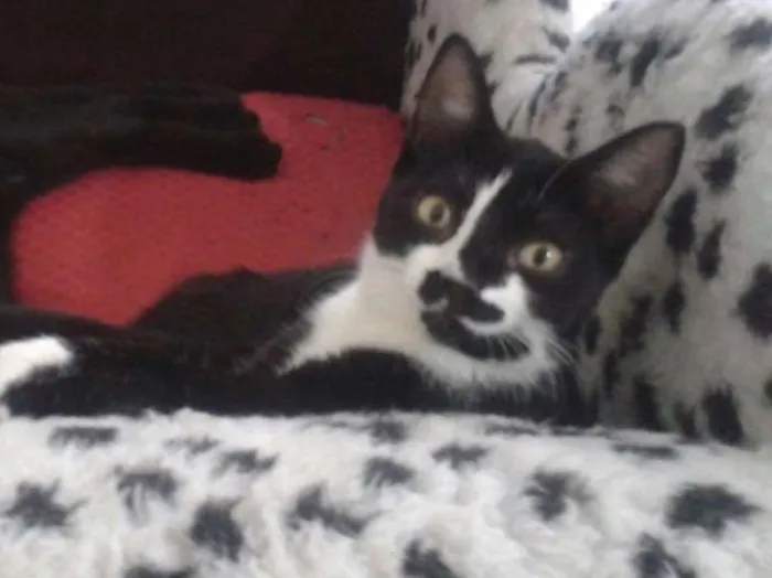 Gato ra a SRD idade 2 a 6 meses nome Fiorella