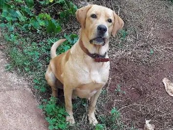 Cachorro ra a Labrador idade 1 ano nome Léo