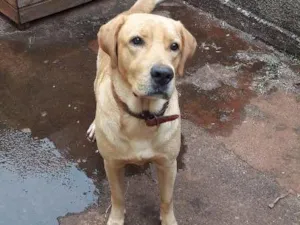 Cachorro raça Labrador idade 1 ano nome Léo
