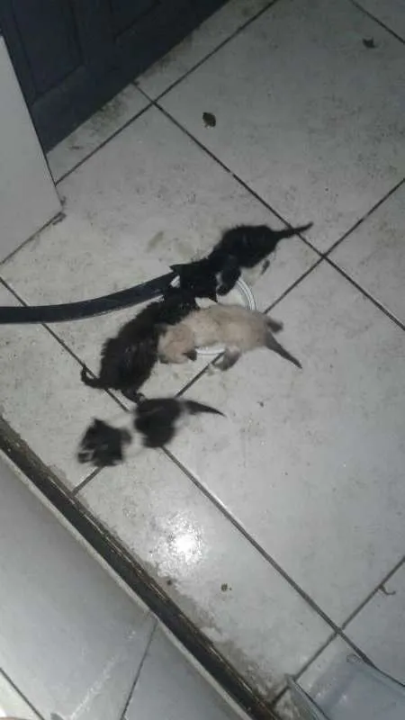 Gato ra a Desconhecido idade Abaixo de 2 meses nome Sem nome
