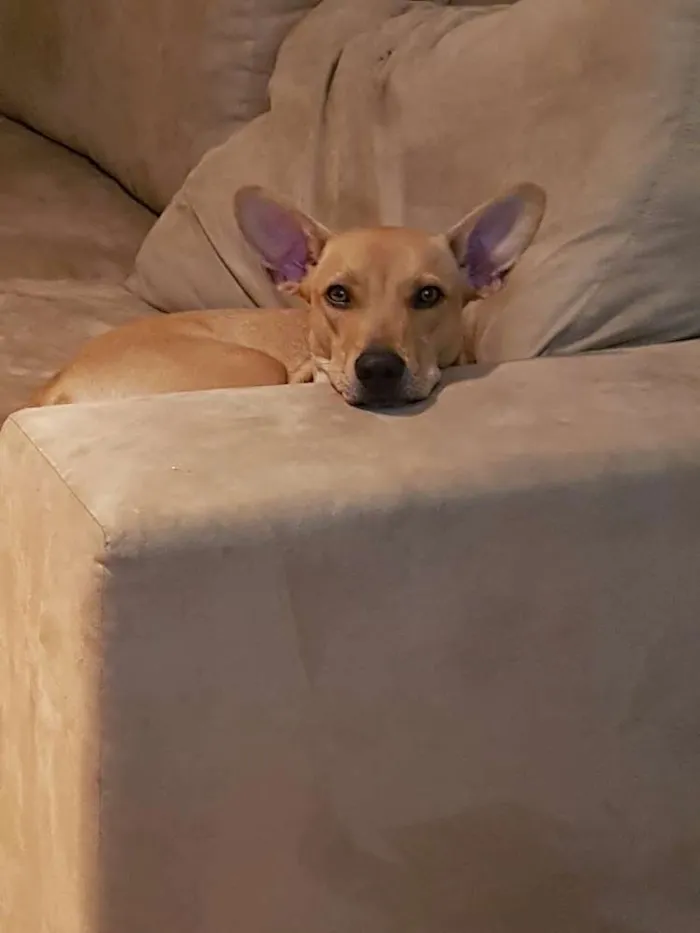 Cachorro ra a Vira lata idade 1 ano nome Paçoca 
