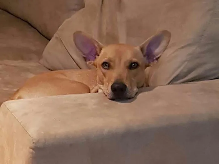 Cachorro ra a Vira lata idade 1 ano nome Paçoca 