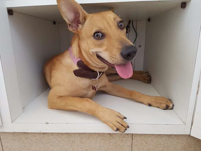 Cachorro ra a Vira lata idade 1 ano nome Paçoca 