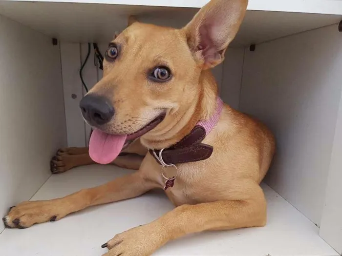 Cachorro ra a Vira lata idade 1 ano nome Paçoca 