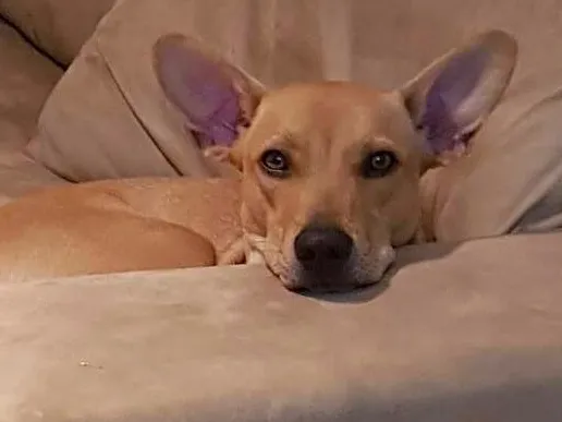 Cachorro ra a Vira lata idade 1 ano nome Paçoca 