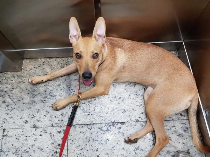 Cachorro ra a Vira lata idade 1 ano nome Paçoca 