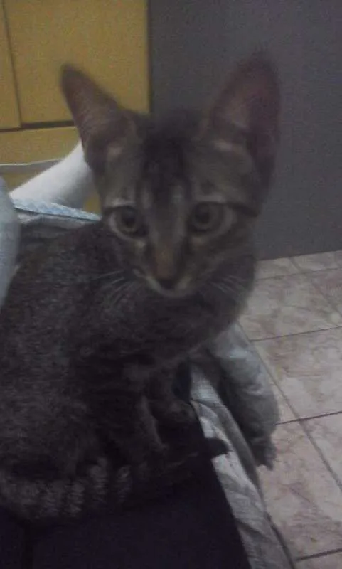 Gato ra a vira lata  idade 2 a 6 meses nome Yvi