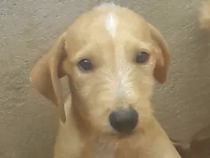 Cachorro raça Vira lata  idade 2 a 6 meses nome Spaik