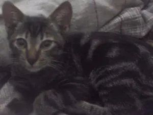 Gato raça vira lata  idade 2 a 6 meses nome zoiudinho