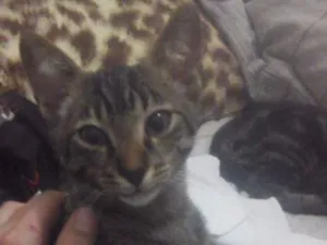 Gato raça vira LATA idade 2 a 6 meses nome ramires