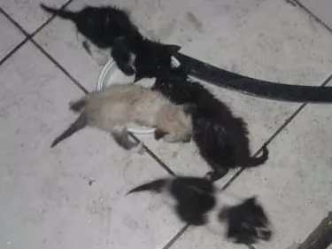 Gato ra a Desconhecido idade Abaixo de 2 meses nome Sem nome