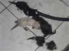 Gato raça Desconhecido idade Abaixo de 2 meses nome Sem nome