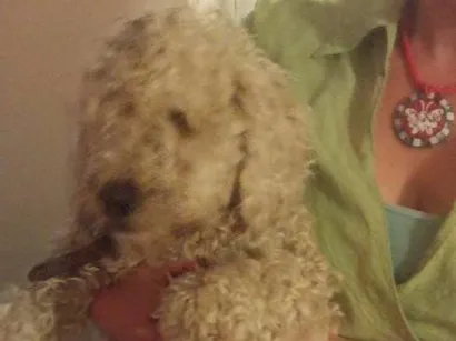 Cachorro raça Poodle idade 2 anos nome Billy