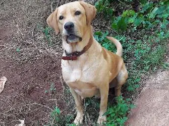 Cachorro ra a Labrador idade 1 ano nome Léo