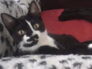 Gato raça SRD idade 2 a 6 meses nome Fiorella