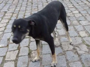 Cachorro raça Vira lata idade 7 a 11 meses nome Flop