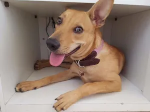 Cachorro raça Vira lata idade 1 ano nome Paçoca 
