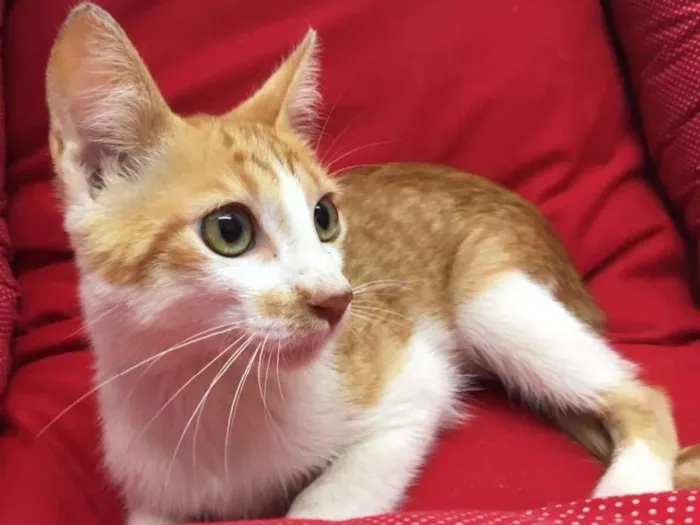 Gato ra a SRD idade 2 a 6 meses nome Mexerica