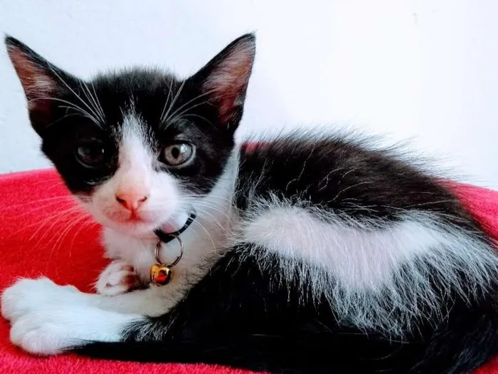 Gato ra a Sem raça definida idade 2 a 6 meses nome Madona