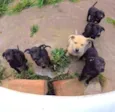 Dogs
