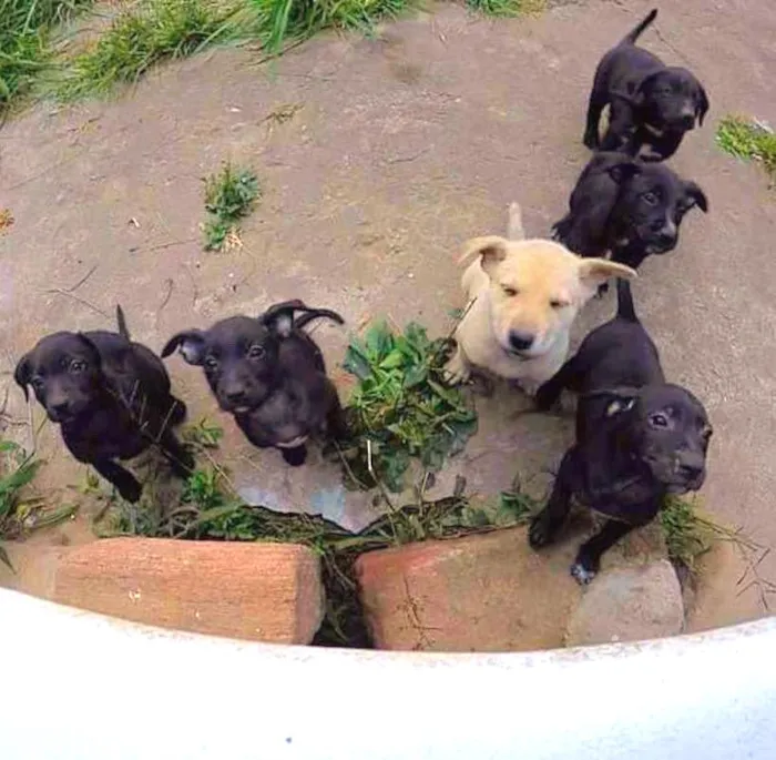 Cachorro ra a  idade Abaixo de 2 meses nome Dogs